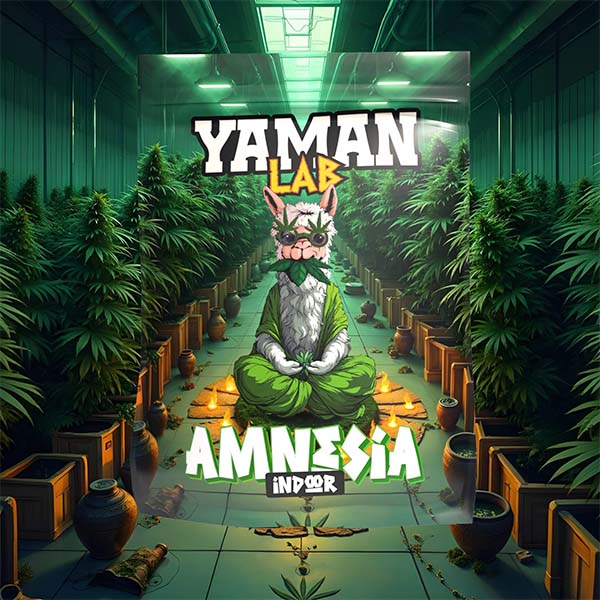AMNESIA